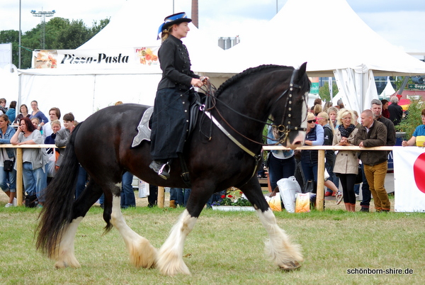 Shire Horse Stute Glory in der Traversale, Equitana Open Air 2014